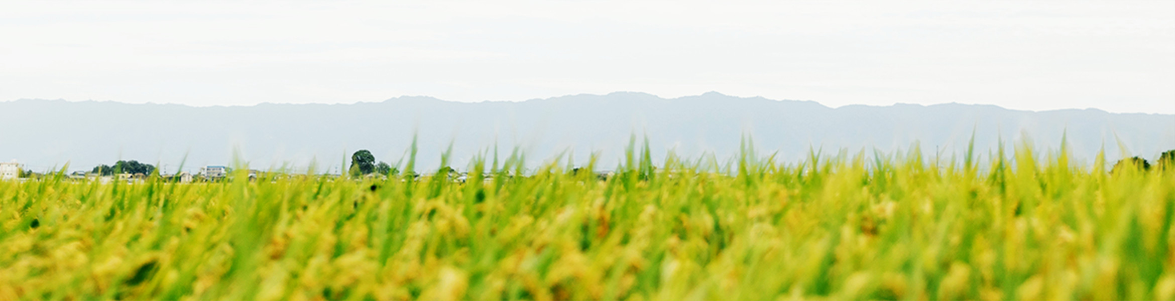 筑後の好い品（お土産・名産品・特産品の販売） ちっごたる